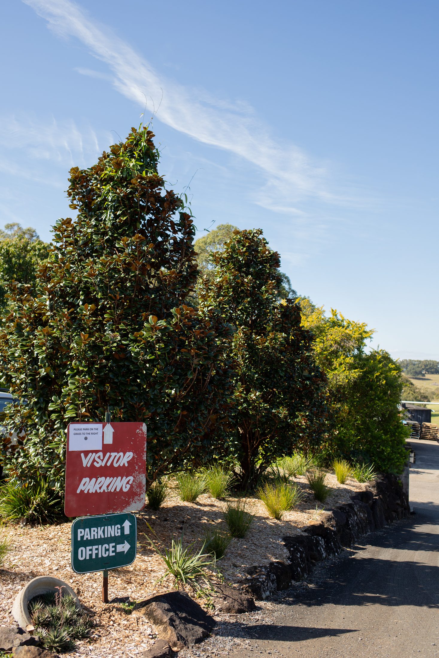 The visitor entry to Cape Nursery, with a Magnolia grandiflora Teddy Bear in foreground and the parking direction sign
