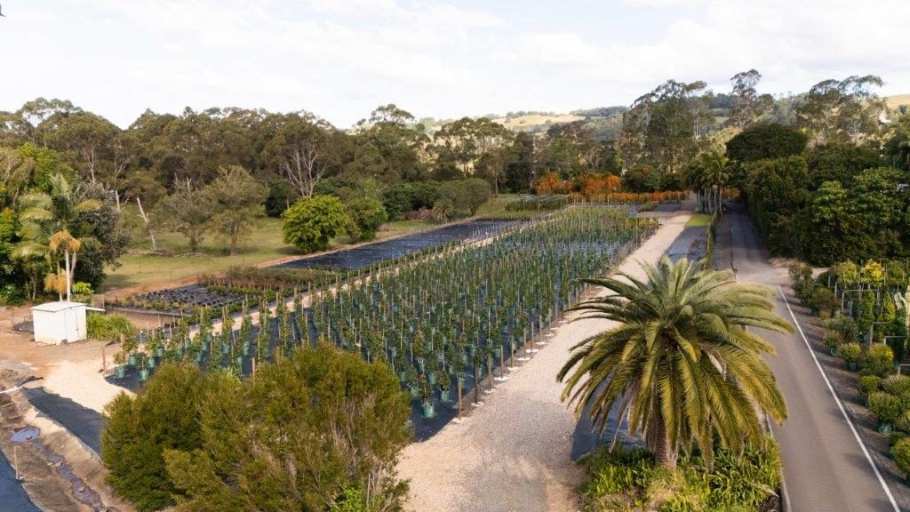 Cape Nursery production rows of advanced trees, Northern Rivers NSW