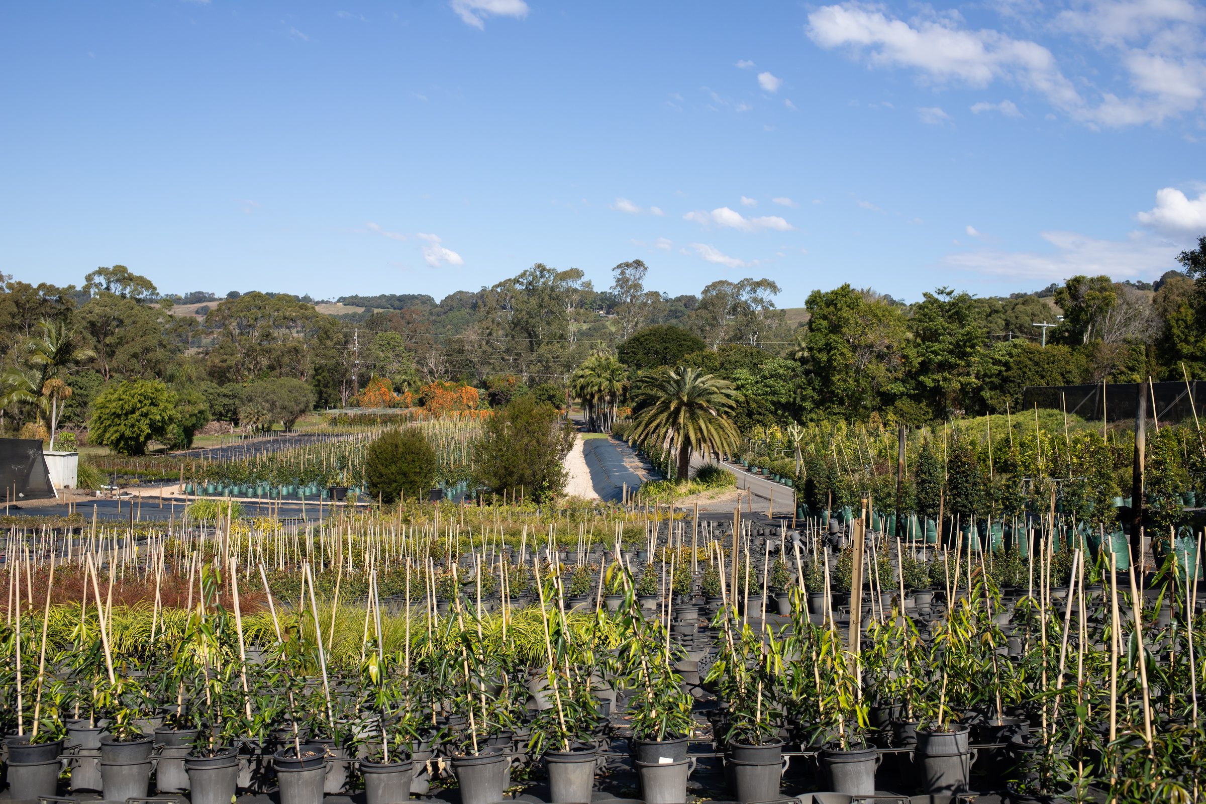 Wide angle of cane-staked stock at Cape Nursery, Northern Rivers NSW