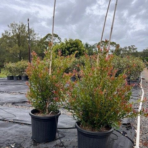 Acmena smithii Minor Red Tip form — dense compact Lilly Pilly with red-tipped new growth, 300mm pot, Cape Nursery Byron Bay NSW