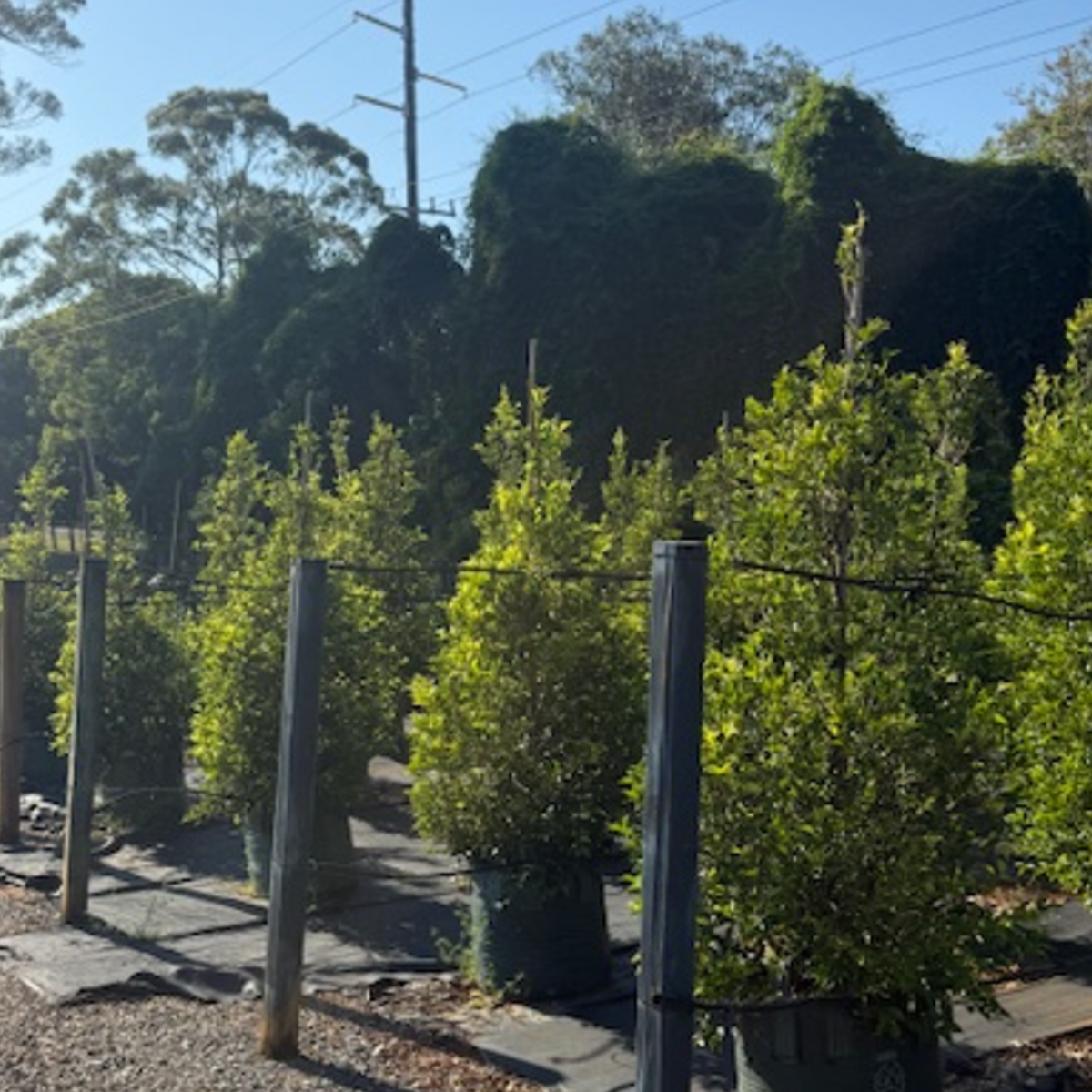 Acmena smithii Sublime PBR — psyllid-resistant Lilly Pilly hedge, Cape Nursery Byron Bay NSW — 100L &middot; 2–2.4m