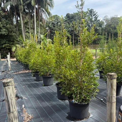 Acmena smithii Sublime PBR — psyllid-resistant Lilly Pilly hedge, Cape Nursery Byron Bay NSW