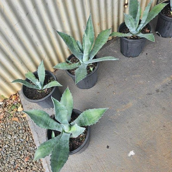 Agave salmiana — large architectural succulent with bold green rosette, Cape Nursery Byron Bay NSW