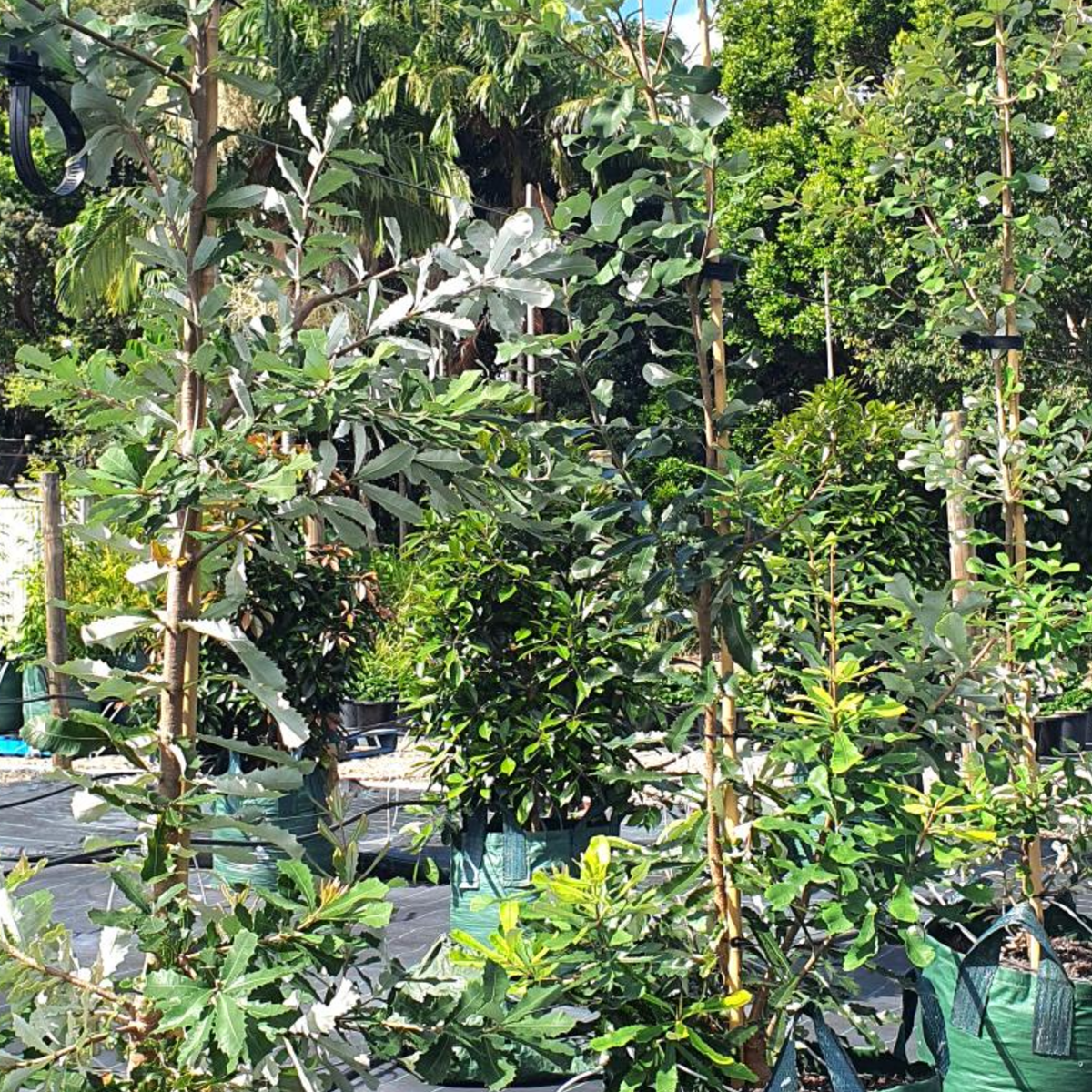 Banksia integrifolia Coast Banksia — coastal native with yellow flower spikes, 100L advanced specimen, Cape Nursery Byron Bay NSW