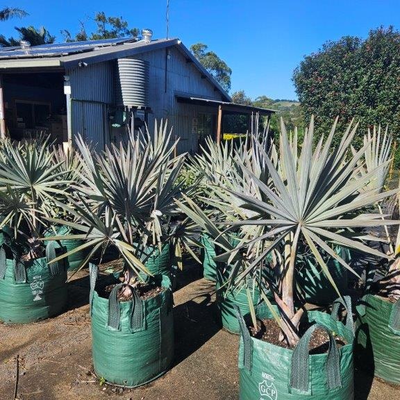 Bismarckia nobilis — silver-blue fan palm, 100L advanced specimen 1.3m height, Cape Nursery Byron Bay NSW