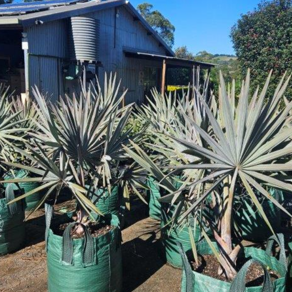 Bismarckia nobilis — silver-blue fan palm, 100L advanced specimen 1.3m height, Cape Nursery Byron Bay NSW