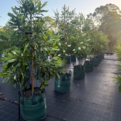Buckinghamia celsissima Ivory Curl Tree — rainforest tree with cream flower clusters, 100L specimen, Cape Nursery Byron Bay NSW