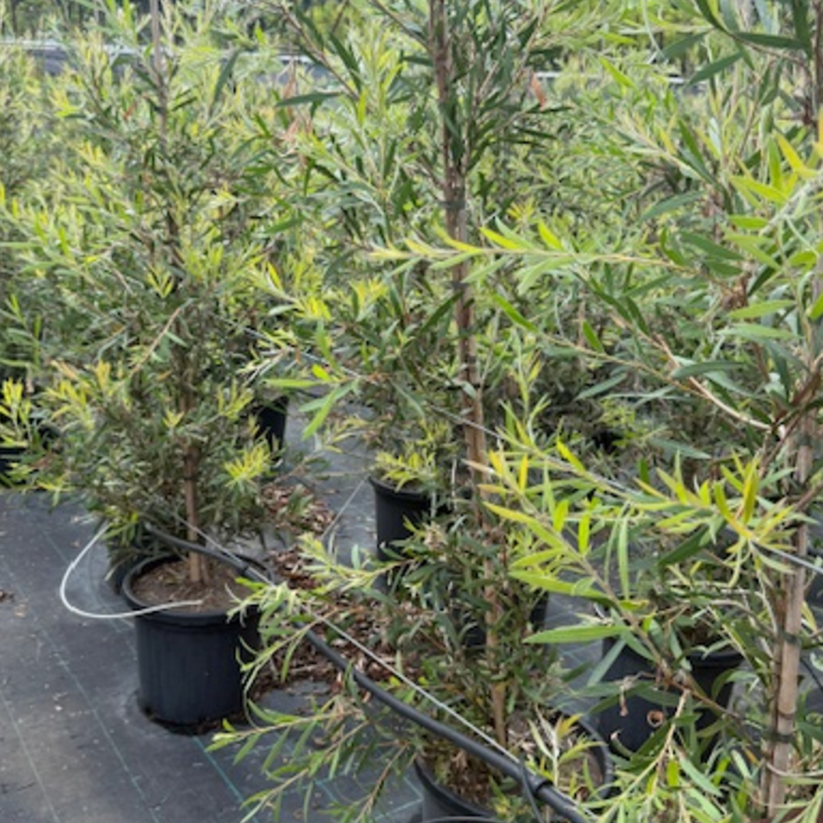 Callistemon Kings Park Special — bottlebrush with red flower spikes, 300mm pot, Cape Nursery Byron Bay NSW
