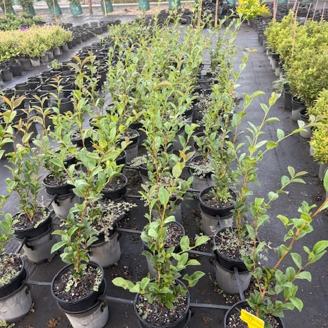 Camellia sasanqua Jennifer Susan — compact flowering camellia, 200mm pot, Cape Nursery Byron Bay NSW