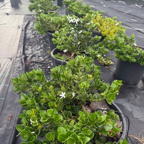 Carissa macrocarpa Desert Star — coastal groundcover with white star flowers, 300mm pot, Cape Nursery Byron Bay NSW