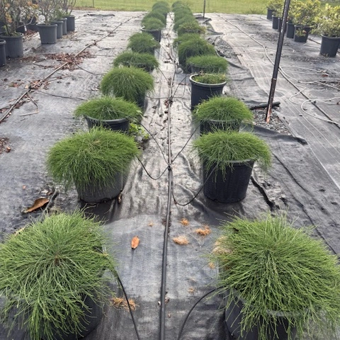 Casuarina glauca Cousin It — low-growing weeping she-oak groundcover, Cape Nursery Byron Bay NSW