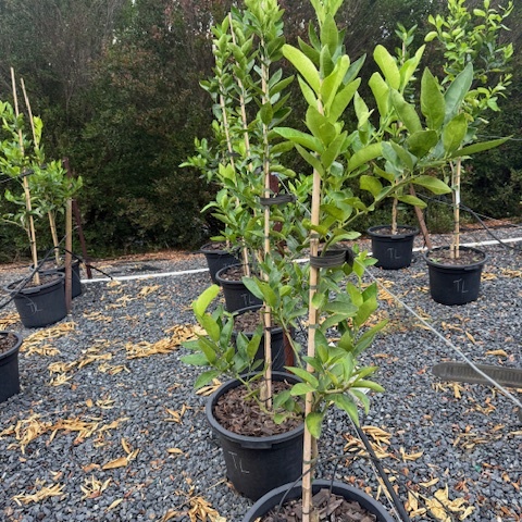 Citrus latifolia Tahitian Lime — productive lime tree, 430mm pot 1.6m height, Cape Nursery Byron Bay NSW