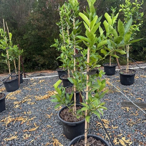 Citrus latifolia Tahitian Lime — productive lime tree, 430mm pot 1.6m height, Cape Nursery Byron Bay NSW