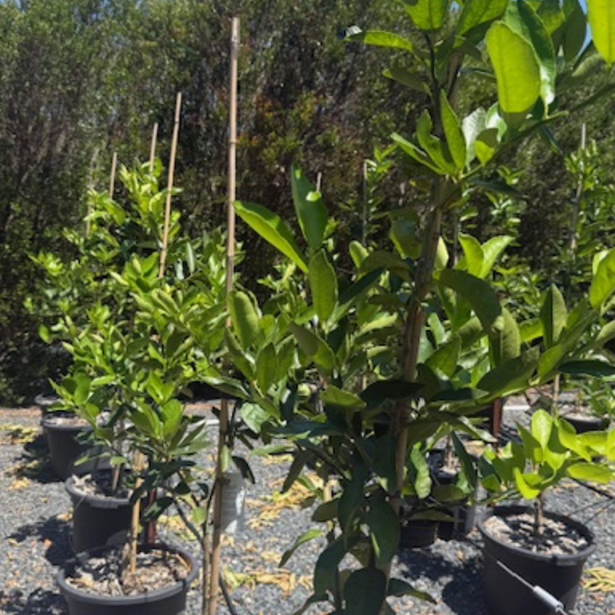 Citrus limon