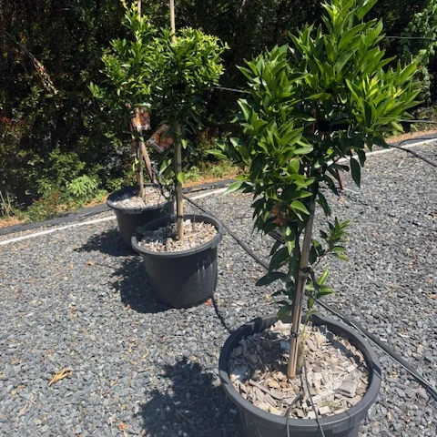 Citrus reticulata Imperial Mandarin — fruiting mandarin tree, 430mm pot 1.45m height, Cape Nursery Byron Bay NSW