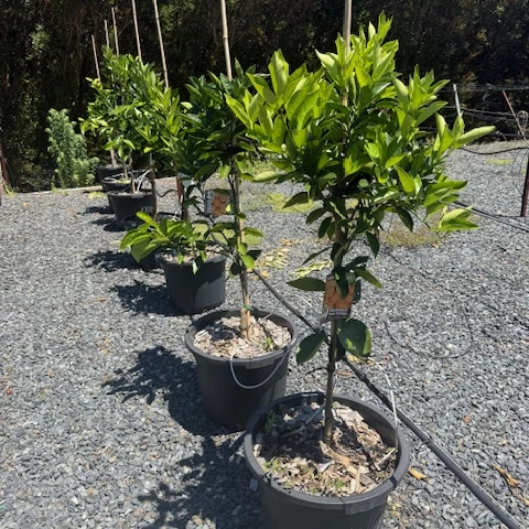 Citrus sinensis Washington Navel Orange — fruiting orange tree, 430mm pot 1.5m height, Cape Nursery Byron Bay NSW
