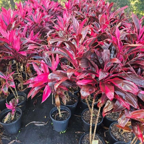 Cordyline Firestorm — dramatic foliage plant with red and burgundy leaves, 300mm pot, Cape Nursery Byron Bay NSW