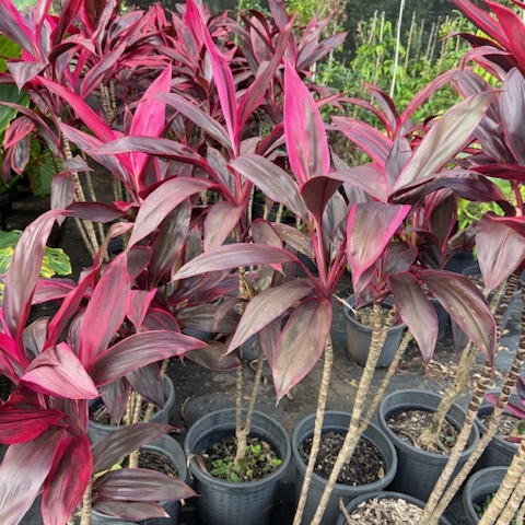 Cordyline fruticosa Rubra — tropical foliage plant with rich red leaves, 300mm pot, Cape Nursery Byron Bay NSW