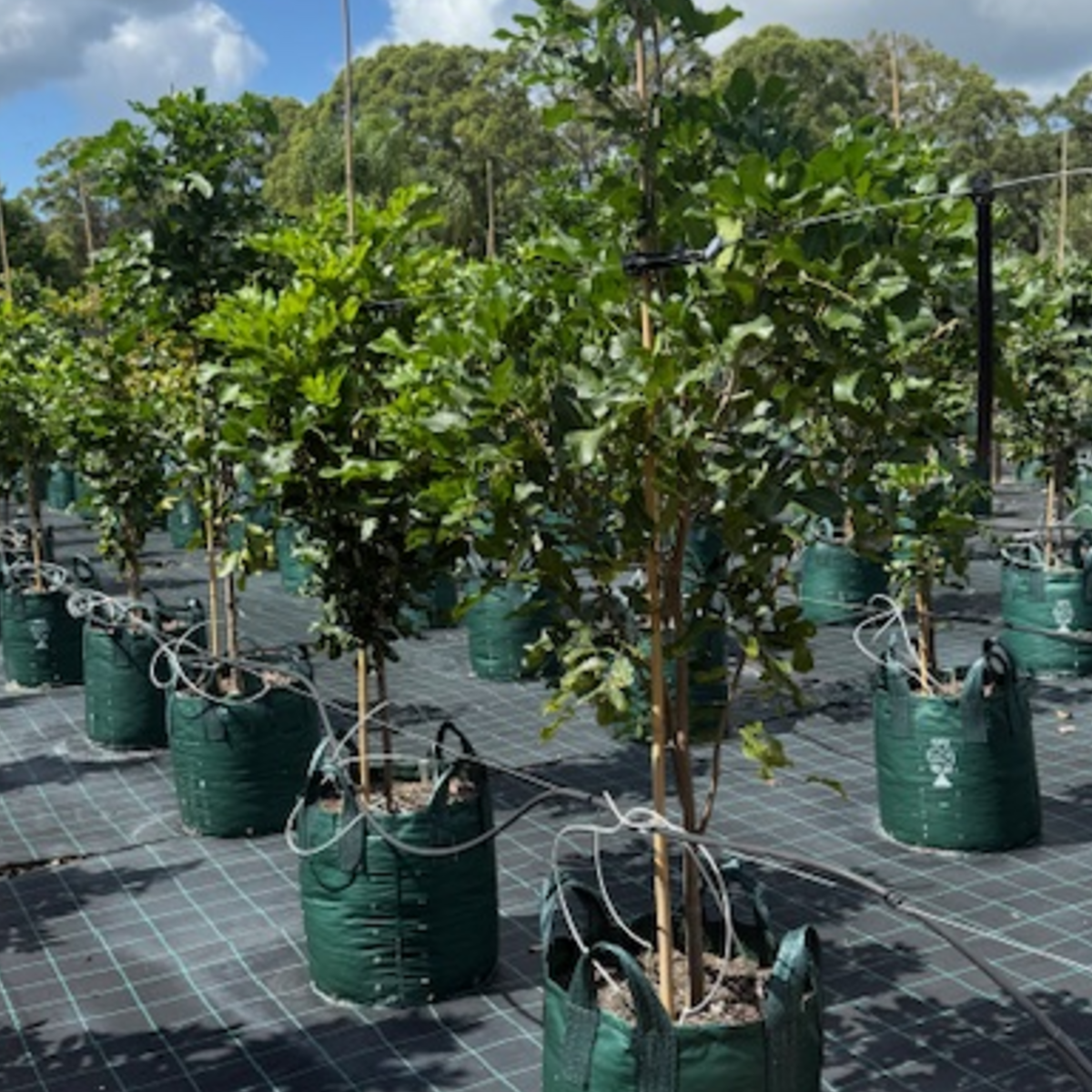 Cupaniopsis anacardioides Tuckeroo — Australian native shade tree, Cape Nursery Byron Bay NSW — 100L