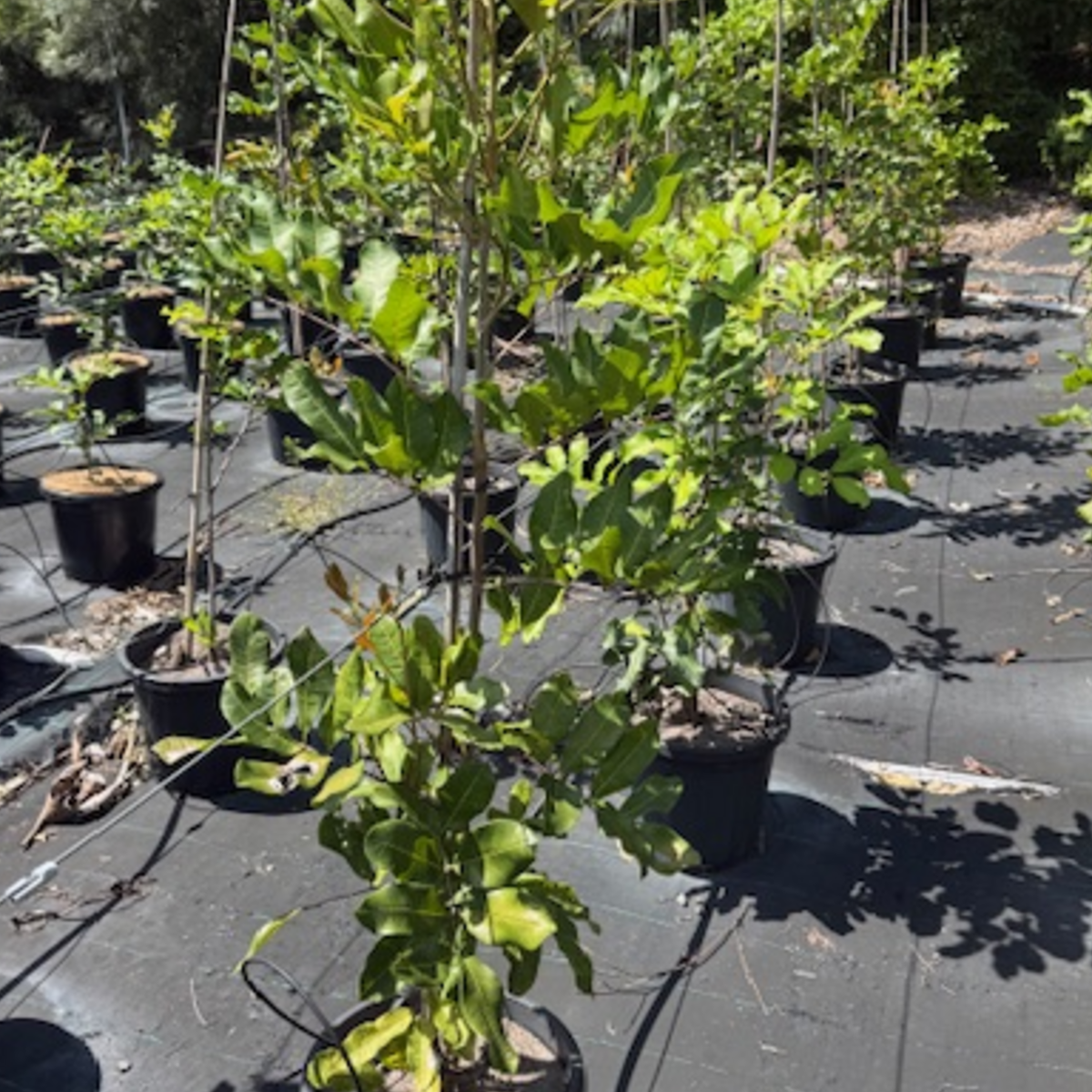 Cupaniopsis anacardioides Tuckeroo — Australian native shade tree, Cape Nursery Byron Bay NSW — 300mm Landscape special