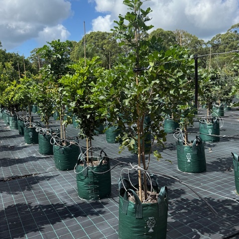 Cupaniopsis anacardioides Tuckeroo — Australian native shade tree, Cape Nursery Byron Bay NSW