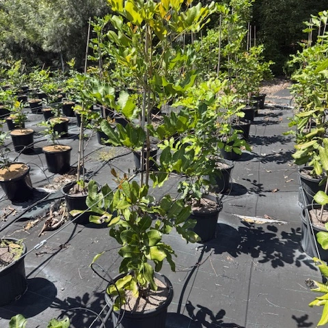 Cupaniopsis anacardioides Tuckeroo — Australian native shade tree, Cape Nursery Byron Bay NSW