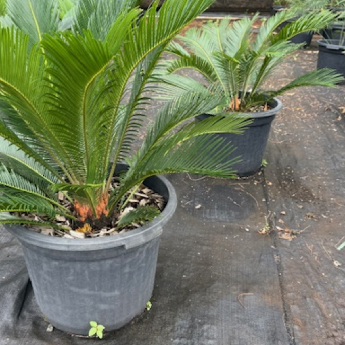Cycas revoluta Sago Palm — architectural cycad with bold symmetrical fronds, Cape Nursery Byron Bay NSW — 430mm