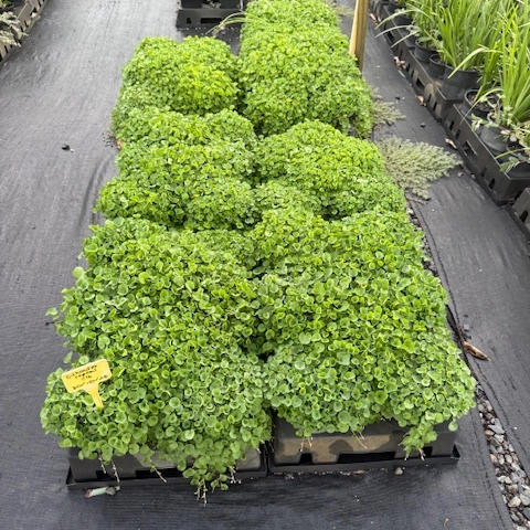 Dichondra repens — low-growing native groundcover, 140mm pot, Cape Nursery Byron Bay NSW