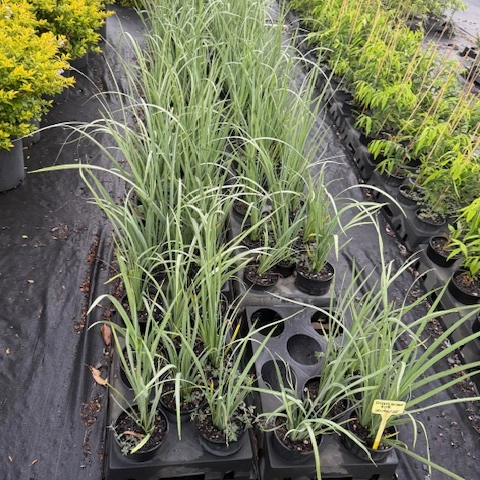 Dietes bicolor — clumping iris-like perennial with yellow flowers, 140mm pot, Cape Nursery Byron Bay NSW