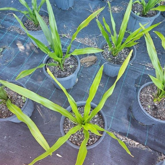 Doryanthes excelsa Gymea Lily — bold Australian native with towering red flower spike, Cape Nursery Byron Bay NSW