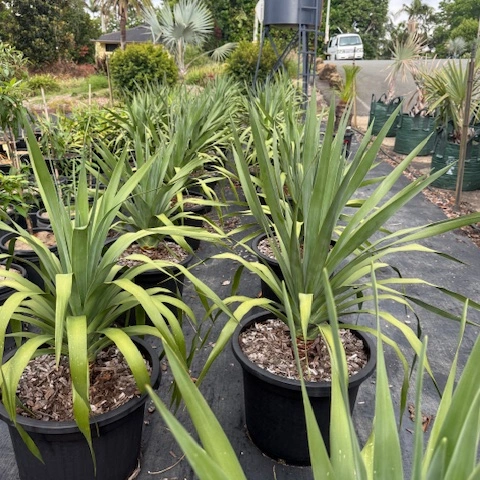 Dracaena draco Dragon Tree — architectural feature tree, 430mm pot 1m height, Cape Nursery Byron Bay NSW