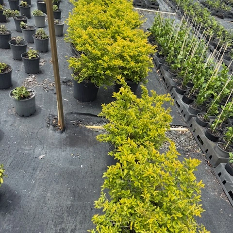 Duranta erecta Sheena's Gold — bright gold-foliaged shrub for hedging, Cape Nursery Byron Bay NSW