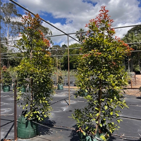 Elaeocarpus eumundi Eumundi Quandong — rare Australian rainforest tree, 100L advanced specimen, Cape Nursery Byron Bay NSW