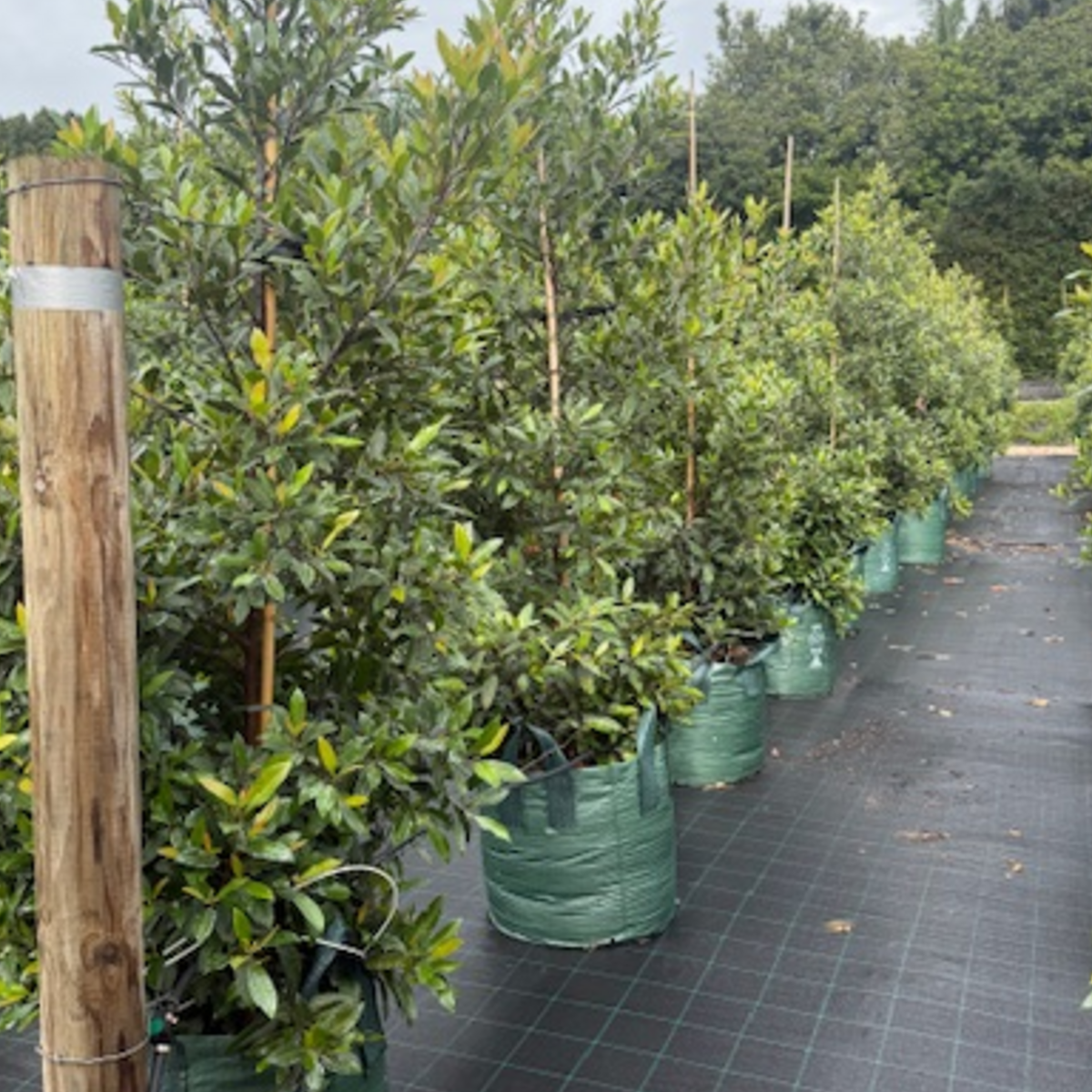 Elaeocarpus reticulatus Prima Donna Blueberry Ash — 100L