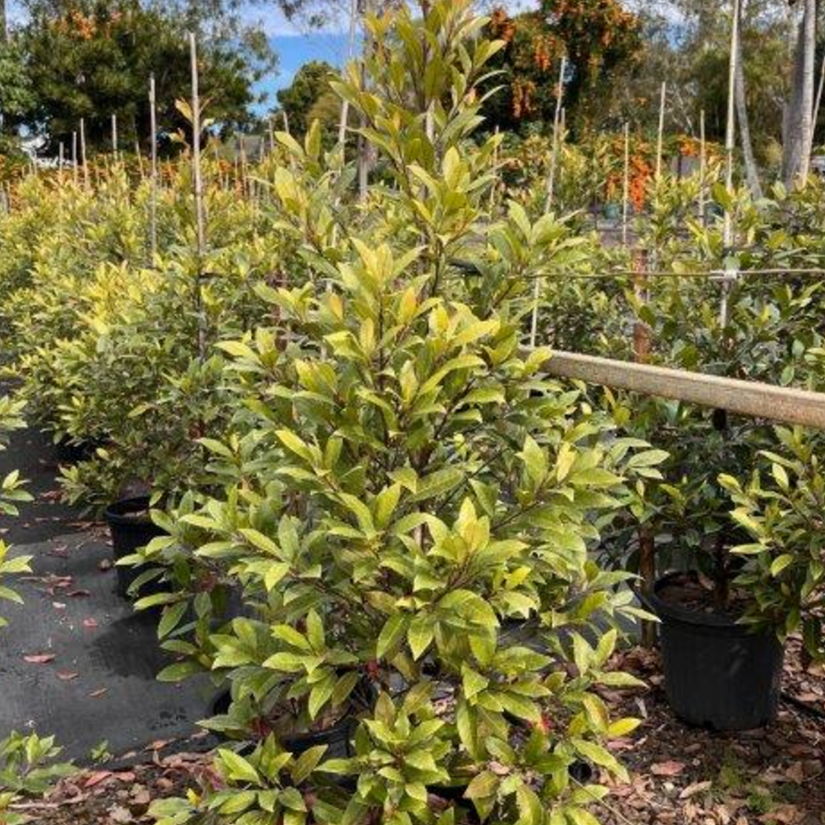 Elaeocarpus reticulatus Prima Donna Blueberry Ash — 300mm