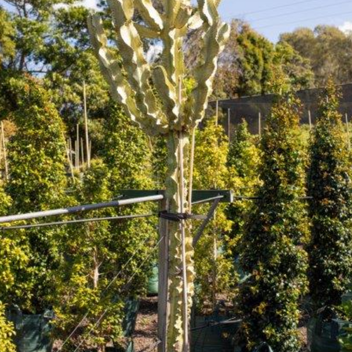 Euphorbia ammak — tall architectural succulent column, 100L specimen, Cape Nursery Byron Bay NSW