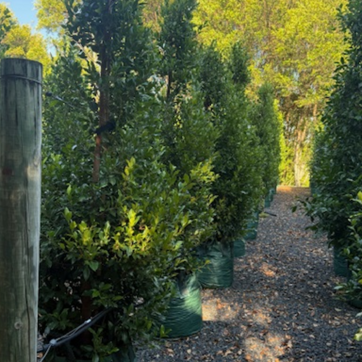 Ficus microcarpa Flash — dense screening fig with compact glossy foliage, Cape Nursery Byron Bay NSW — 100L &middot; 2.4–2.6m