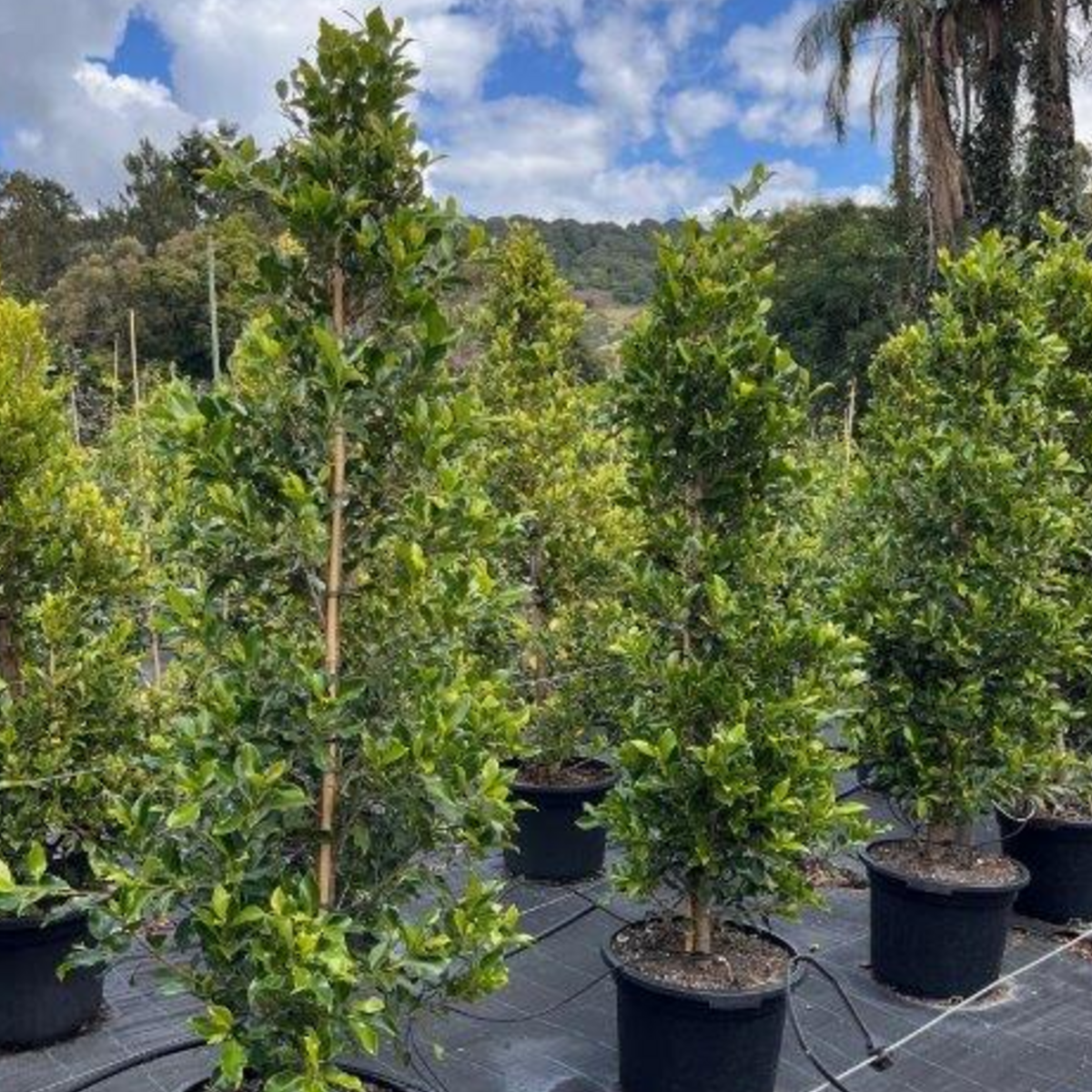 Ficus microcarpa Flash — dense screening fig with compact glossy foliage, Cape Nursery Byron Bay NSW — 430mm &middot; 1.8m