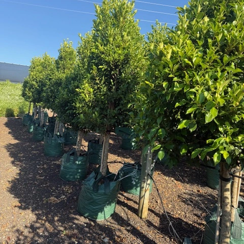 Ficus microcarpa Flash Standards — advanced standard form screening fig, 100L specimen, Cape Nursery Byron Bay NSW