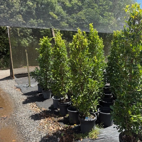 Ficus microcarpa Flash — dense screening fig with compact glossy foliage, Cape Nursery Byron Bay NSW