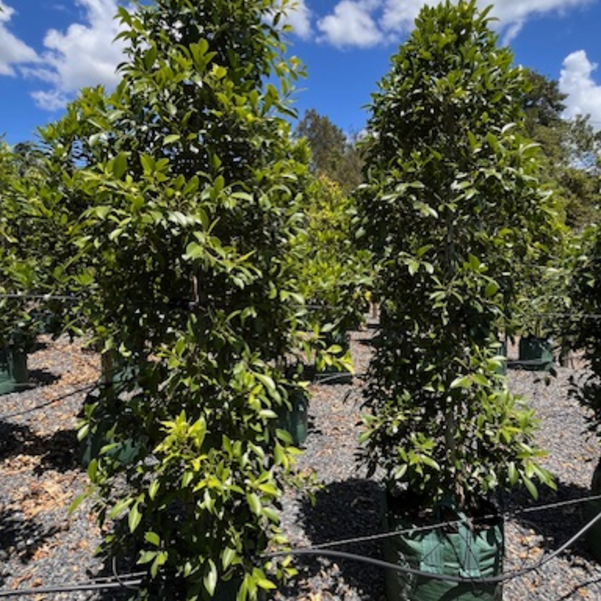Ficus microcarpa hillii Hills Fig — fast-growing screening fig, Cape Nursery Byron Bay NSW — 100L &middot; 2.4m