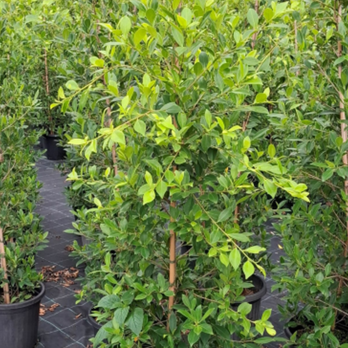 Ficus microcarpa hillii Hills Fig — fast-growing screening fig, Cape Nursery Byron Bay NSW — 300mm