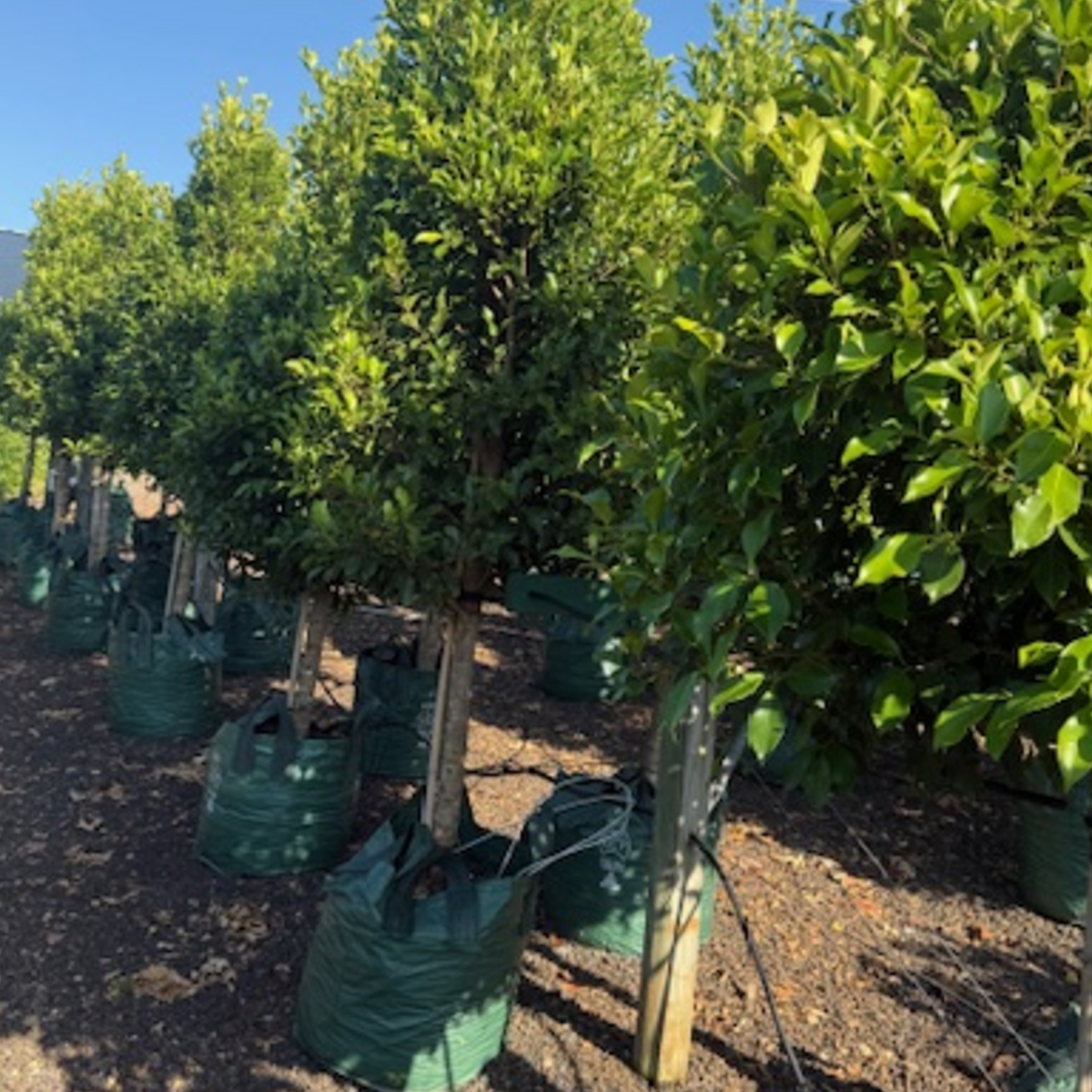 Ficus microcarpa hillii  Standards