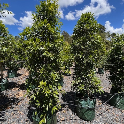 Ficus microcarpa hillii Hills Fig — fast-growing screening fig, Cape Nursery Byron Bay NSW