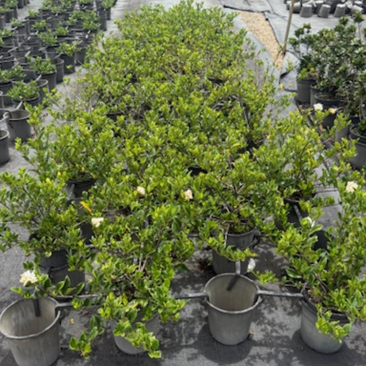 Gardenia augusta Florida — fragrant white-flowered gardenia for hedging, Cape Nursery Byron Bay NSW — 300mm