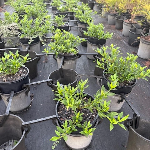 Gardenia augusta Radicans — compact low-growing gardenia with fragrant white flowers, 200mm pot, Cape Nursery Byron Bay NSW