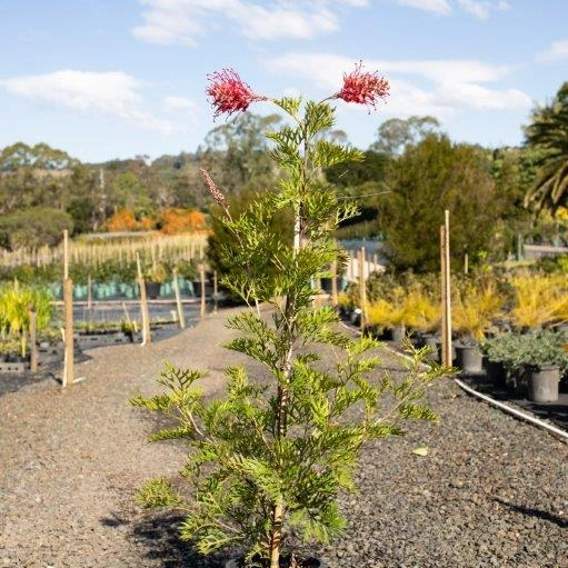 Grevillea Robyn Gordon wholesale nursery plant, Cape Nursery Byron Bay NSW