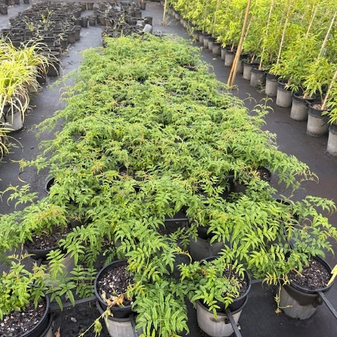 Jasminum polyanthum Pink Jasmine — climbing jasmine with fragrant white flowers, 200mm pot, Cape Nursery Byron Bay NSW