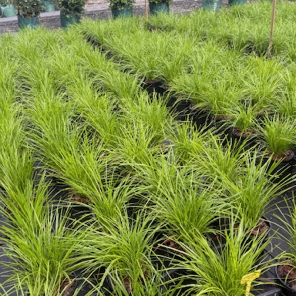 Lomandra longifolia