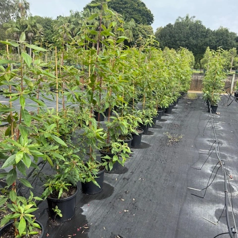 Lophostemon confertus Brushbox — Australian street tree with dense canopy, 300mm pot, Cape Nursery Byron Bay NSW